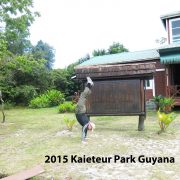 2015 GUYANA Kaieteur Park